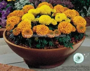 Hạt Giống Hoa Cúc Vạn Thọ Mỹ Siêu Lùn 25cm TG267 Mix