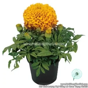Hạt Giống Hoa Cúc Vạn Thọ Mỹ Siêu Lùn 25cm TG267 Orange