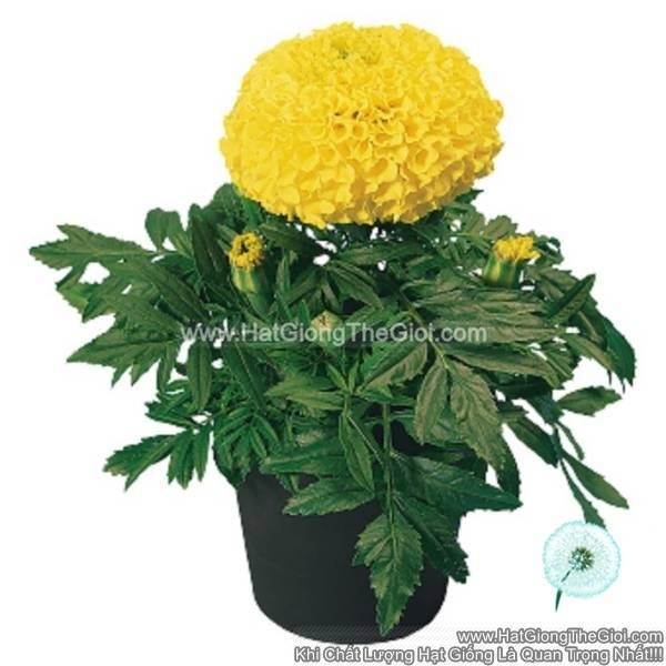 hat giong hoa cuc van tho my sieu lun 25cm tg267 yellow