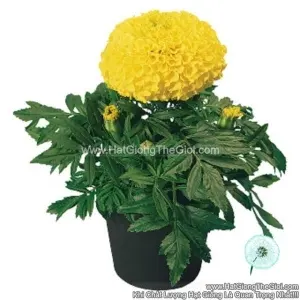 Hạt Giống Hoa Cúc Vạn Thọ Mỹ Siêu Lùn 25cm TG267 Yellow