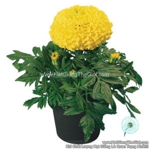 hat giong hoa cuc van tho my sieu lun 25cm tg267 yellow