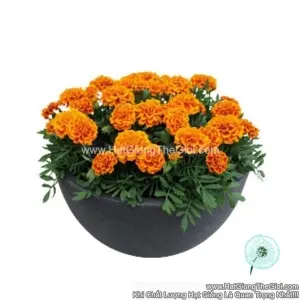 Hạt Giống Hoa Cúc Vạn Thọ Pháp Ban Mai TG230 Orange Bee