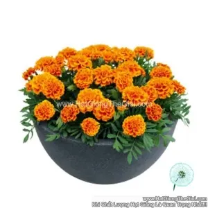 Hạt Giống Hoa Cúc Vạn Thọ Pháp Ban Mai TG230 Orange Flame