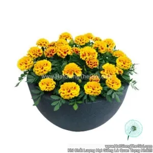 Hạt Giống Hoa Cúc Vạn Thọ Pháp Ban Mai TG230 Yellow Bee