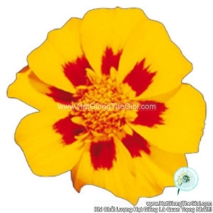 hat giong hoa cuc van tho phap ban mai tg258 granada