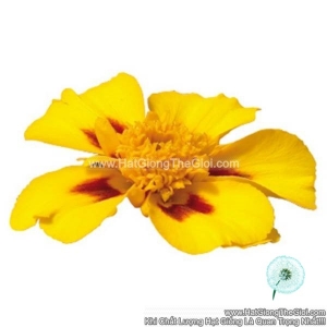 hat giong hoa cuc van tho phap ban mai tg258 marietta