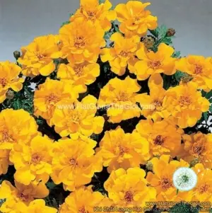 Hạt Giống Hoa Cúc Vạn Thọ Pháp Gold F1Pro 30CM TG169