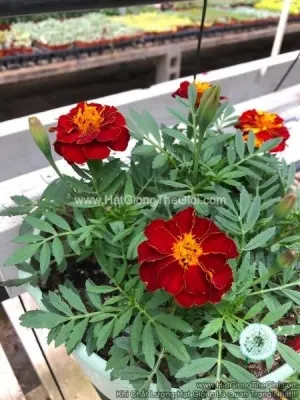 Hạt Giống Hoa Cúc Vạn Thọ Pháp Red F1Pro 30CM TG169