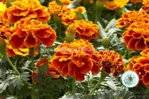 Hạt Giống Hoa Cúc Vạn Thọ Pháp Scarlet F1Pro 30CM TG169