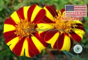 Hạt Giống Hoa Cúc Vạn Thọ Pháp Sọc (Tagetes Patula Nana Single)