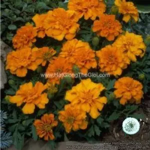 Hạt Giống Hoa Cúc Vạn Thọ Pháp Tangerine F1Pro 30CM TG169