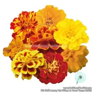 Hạt Giống Hoa Cúc Vạn Thọ Pháp Mix F1Pro 30CM TG169