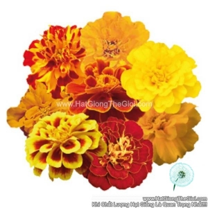 hat giong hoa cuc van tho phap mix f1pro 30cm tg169