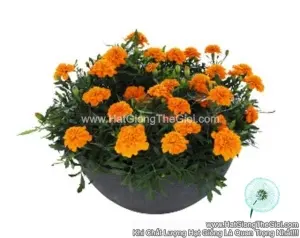 Hạt Giống Hoa Cúc Vạn Thọ Pháp TG230 Deep Orange