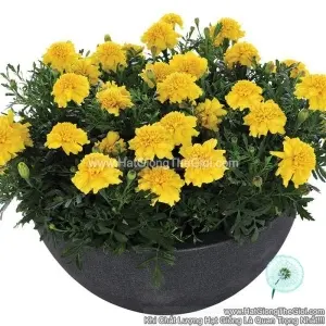 Hạt Giống Hoa Cúc Vạn Thọ Pháp TG230 Deep Yellow