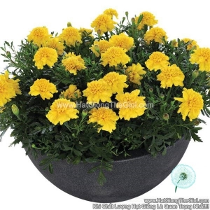 hat giong hoa cuc van tho phap tg230 deep yellow