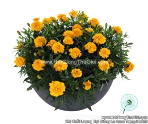 hat giong hoa cuc van tho phap tg230 gold