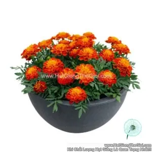 Hạt Giống Hoa Cúc Vạn Thọ Pháp TG230 Harmony