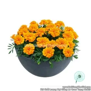Hạt Giống Hoa Cúc Vạn Thọ Pháp TG230 Orange