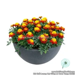 Hạt Giống Hoa Cúc Vạn Thọ Pháp TG230 Spry
