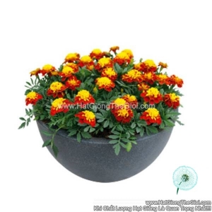 hat giong hoa cuc van tho phap tg230 spry