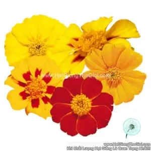 Hạt Giống Hoa Cúc Vạn Thọ Pháp TG258 Mix