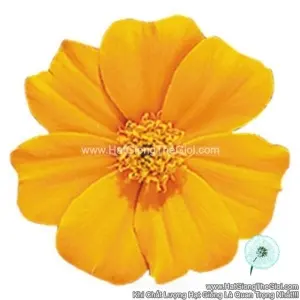 Hạt Giống Hoa Cúc Vạn Thọ Pháp TG258 Orange