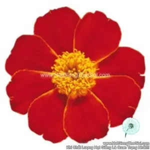 Hạt Giống Hoa Cúc Vạn Thọ Pháp TG258 Red