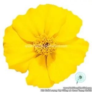 Hạt Giống Hoa Cúc Vạn Thọ Pháp TG258 Yellow