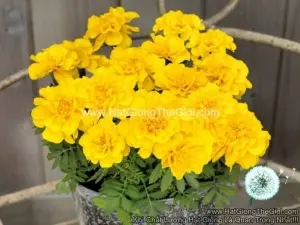 Hạt Giống Hoa Cúc Vạn Thọ Pháp Yellow F1Pro 30CM TG169