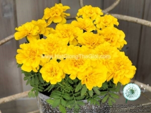 hat giong hoa cuc van tho phap yellow f1pro 30cm tg169