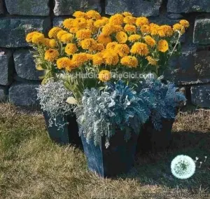 Hạt Giống Hoa Cúc Xòe Lùn Kép 40cm TG172