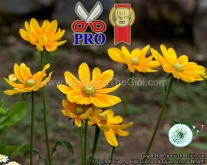 hat giong hoa cuc xoe prairie sun f1pro