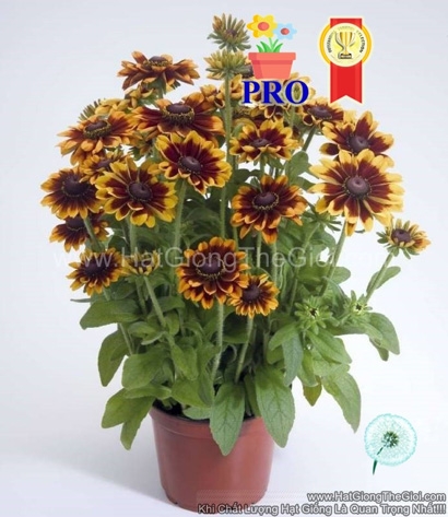 hat giong hoa cuc xoe toto do ria vang tg171