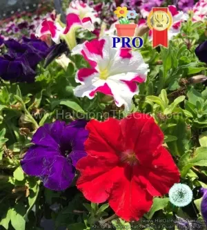 Hạt Giống Hoa Dạ Yến Thảo Đứng Success! HD Mix