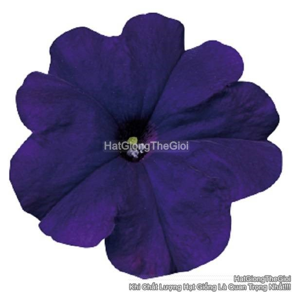 hat giong hoa da yen thao dung celebrity blue