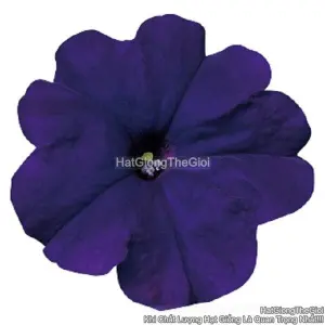 Hạt Giống Hoa Dạ Yến Thảo Đứng CELEBRITY Blue
