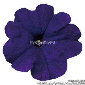 hat giong hoa da yen thao dung celebrity blue