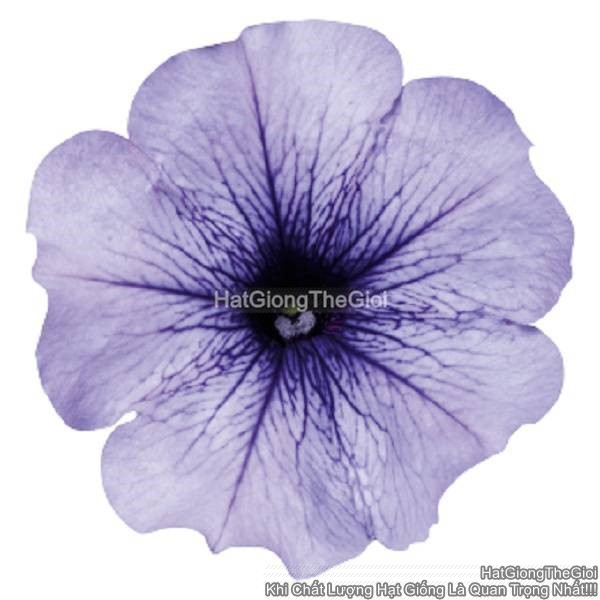 hat giong hoa da yen thao dung celebrity blue ice