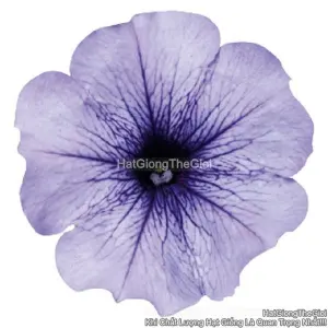 Hạt Giống Hoa Dạ Yến Thảo Đứng CELEBRITY Blue Ice