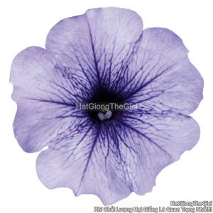 hat giong hoa da yen thao dung celebrity blue ice