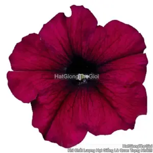 Hạt Giống Hoa Dạ Yến Thảo Đứng CELEBRITY Burgundy