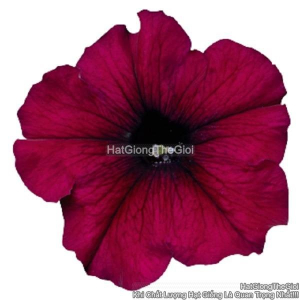 hat giong hoa da yen thao dung celebrity burgundy