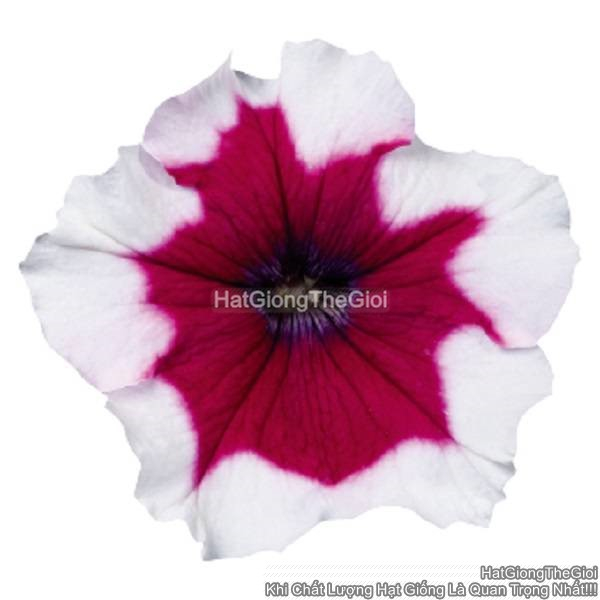 hat giong hoa da yen thao dung celebrity burgundy frost