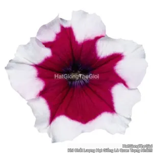 Hạt Giống Hoa Dạ Yến Thảo Đứng CELEBRITY Burgundy Frost