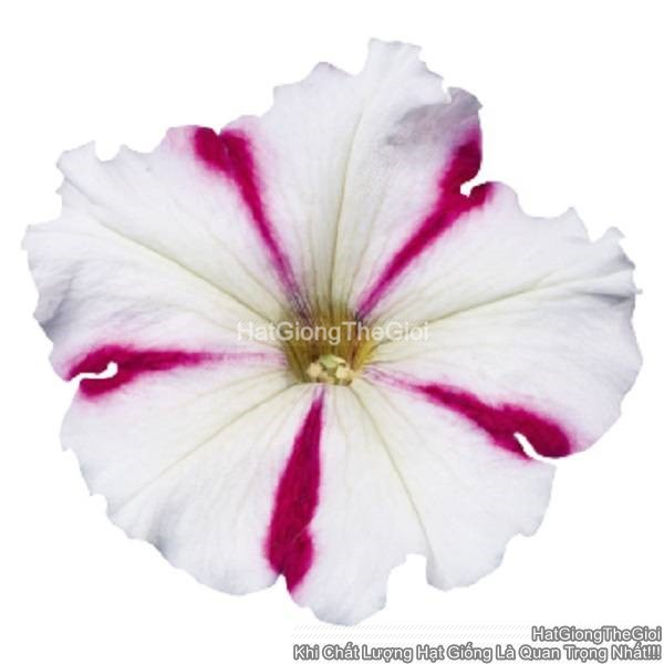 hat giong hoa da yen thao dung celebrity burgundy star