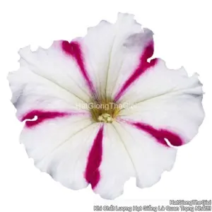 Hạt Giống Hoa Dạ Yến Thảo Đứng CELEBRITY Burgundy Star