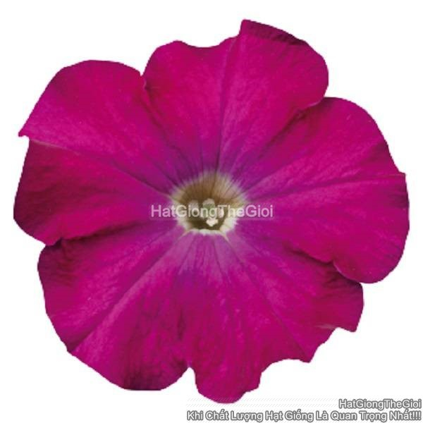 hat giong hoa da yen thao dung celebrity carmine