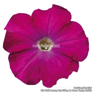hat giong hoa da yen thao dung celebrity carmine