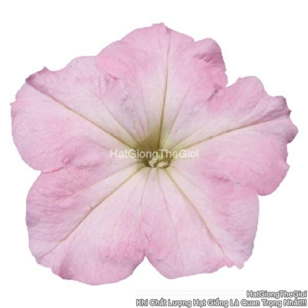hat giong hoa da yen thao dung celebrity chiffon morn